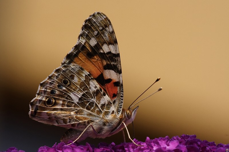 img00006.jpg